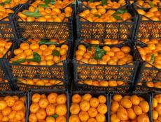 Соберём мандарин