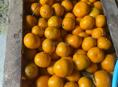 Мандарины 