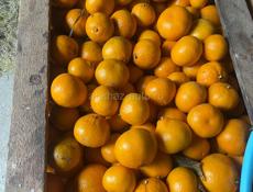 Мандарины 