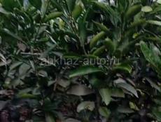 Сентябрьские саженцы второгодки