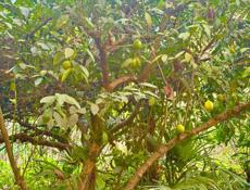 БЕЛЬЭТАЖНЫЙ ДОМ В СУХУМЕ НА МАЯКЕ