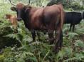 ПРОДАМ БЫКА 