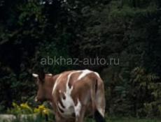 Продаю корову 