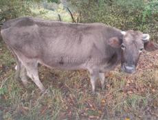 продаётся корова на мясо 