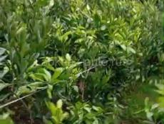 Сентябрьские мандарины двухгодичные