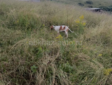 Продаётся щенок Английского сеттера