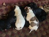 Раздаю собак в добрые руки 