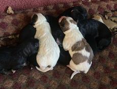 Раздаю собак в добрые руки 