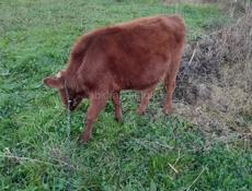 Продаётся бычок