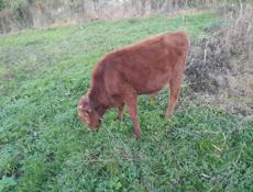 Продаётся бычок