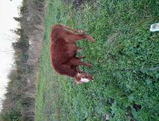 Продаётся бычок