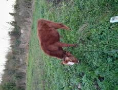 Продаётся бычок