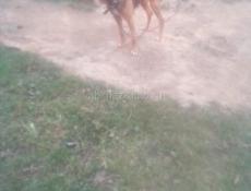 Потерялись собаки 