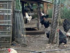 Продам Курей домашний чищеных и живых 