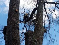 СПИЛ АВАРИЙНЫХ ДЕРЕВЬЕВ