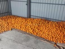 Продаю мандарины собраны и не собраны 