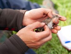 Ищу орнитолога