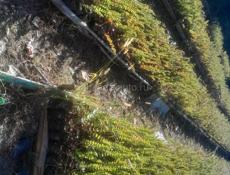 Саженцы эвкалипта