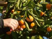 Сборщик мандарин