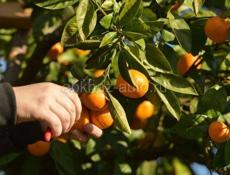 Сборщик мандарин