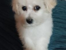 Щенок Бишона ( болонка)