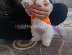 Щенок Бишона ( болонка)