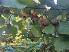 2 эт.дом,25 сот,довоенный,урожай 5 ТН,вид на море,горы