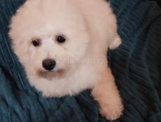 Щенок Бишона 