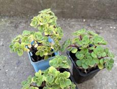 Продаю Суккуленты 