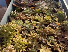 Продаю Суккуленты 