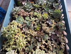 Продаю Суккуленты 