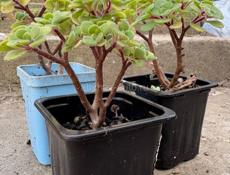 Продаю Суккуленты 