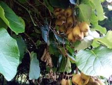 Продам жилой дом