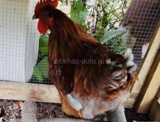 Продам молодых породистых петухов