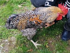 Продам молодых породистых петухов