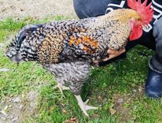 Продам молодых породистых петухов 