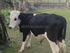 Продаётся бычок 