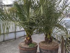 ❗❗Пальмы❗❗