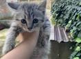 Отдадим в дар котят, очень краивые