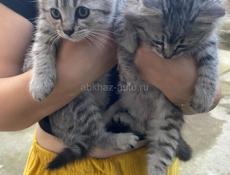 Отдадим в дар котят, очень краивые