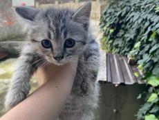 Отдадим в дар котят, очень краивые