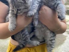 Отдадим в дар котят, очень краивые