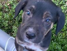 Отдадим щенка в добрые руки мальчика,возможно породистый