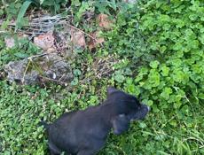 Отдадим щенка в добрые руки мальчика,возможно породистый