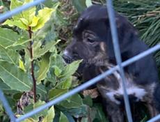 Отдадим щенка в добрые руки мальчика,возможно породистый