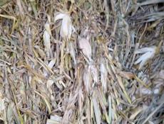 Чала 250 штук по 80 руб