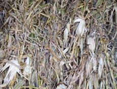 Чала 250 штук по 80 руб