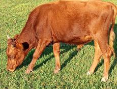 Продаётся бычок все вопросы по телефону 