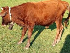 Срочно продаётся бычок!