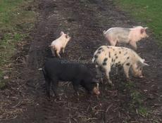 Поросята 